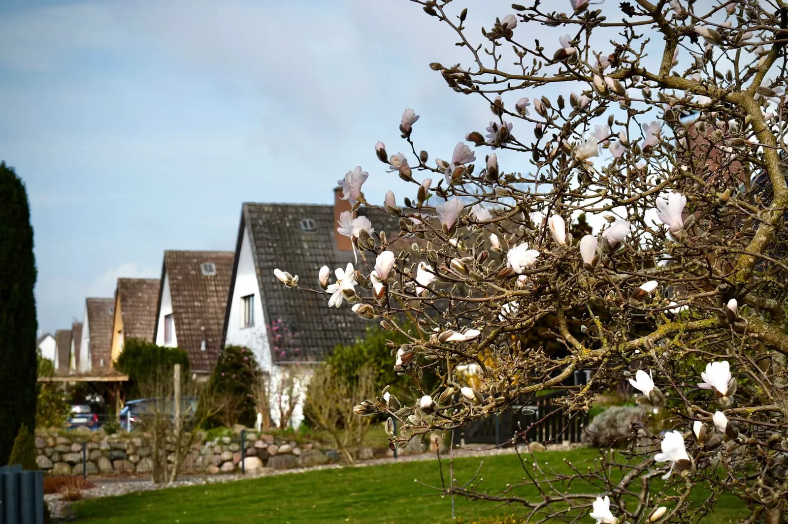 Reihe giebelständiger Einfamilienhäuser mit Gärten in Lübeck-St. Gertrud, vorn eine blühende Magnolie